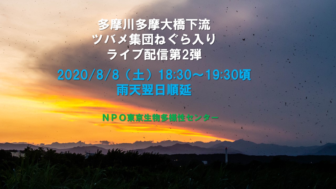 多摩川ツバメ集団ねぐらライブ配信（第2弾）のお知らせ（8月8日）