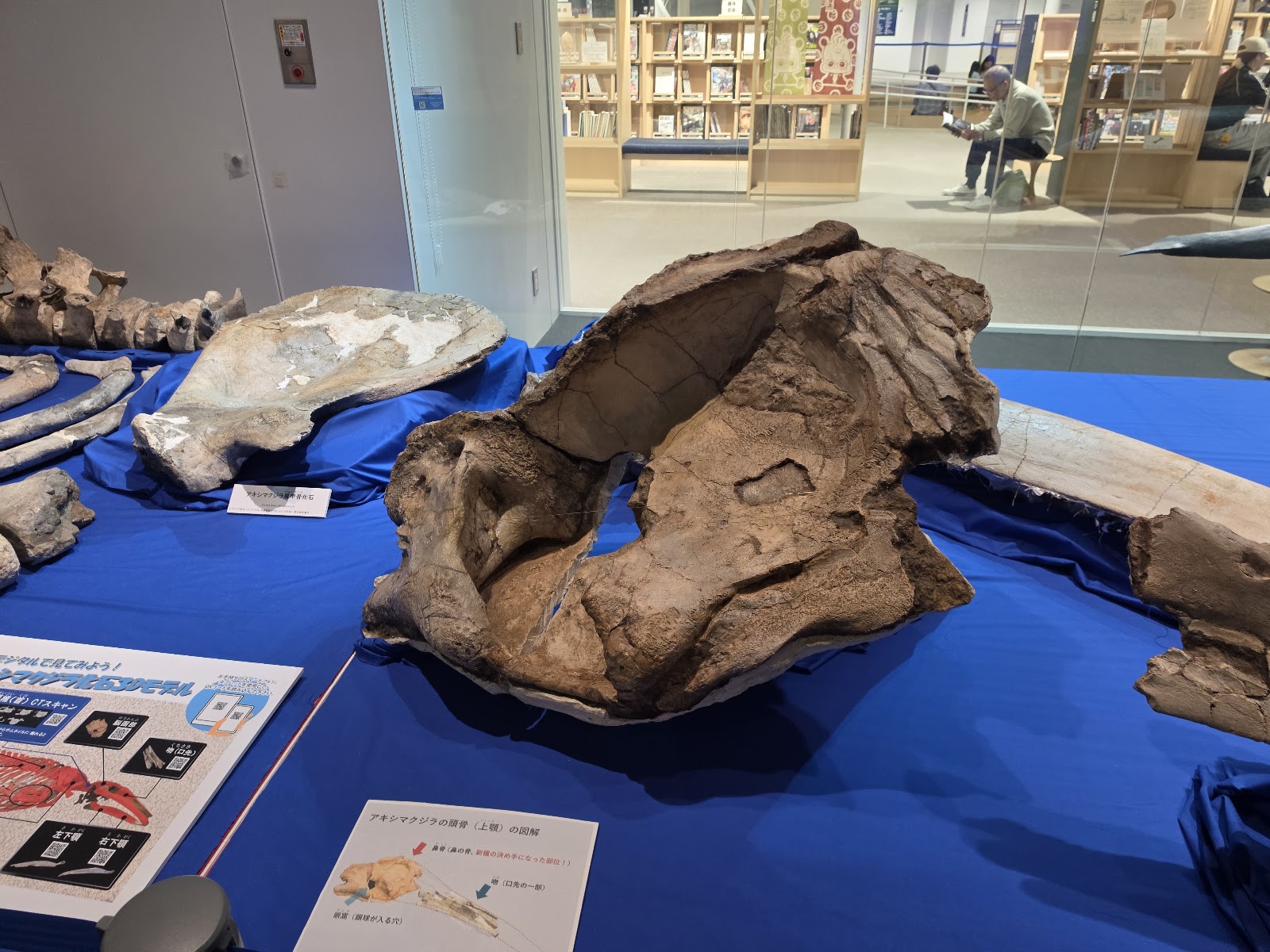 アキシマクジラの実物化石