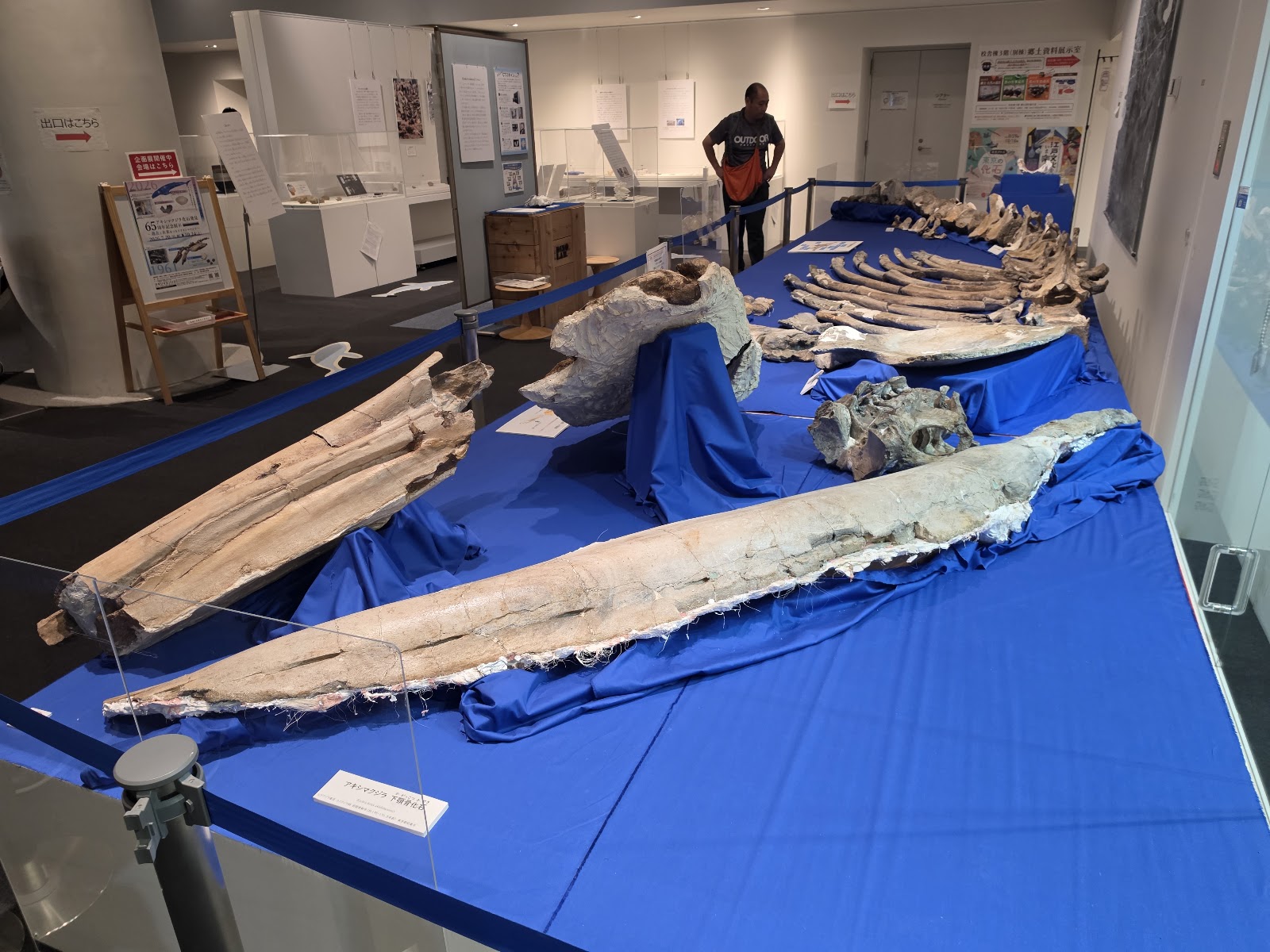 65周年記念展示に並ぶアキシマクジラの実物化石