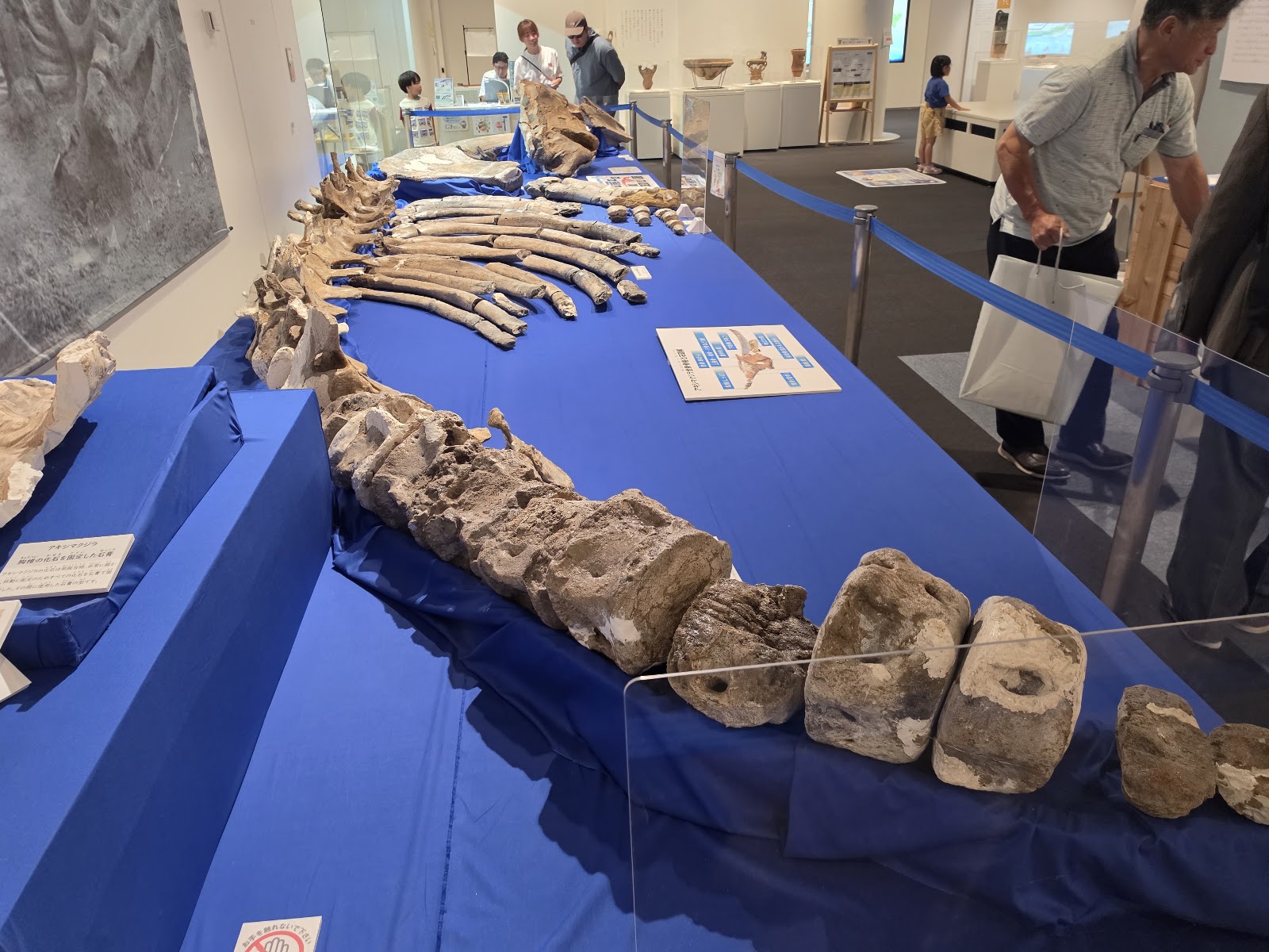 並べられたアキシマクジラの椎骨の化石