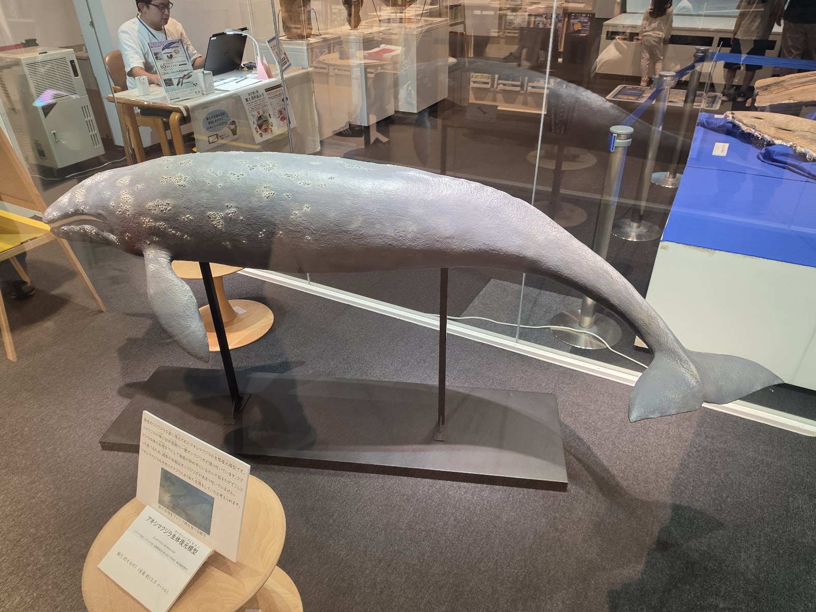 アキシマクジラの復元模型