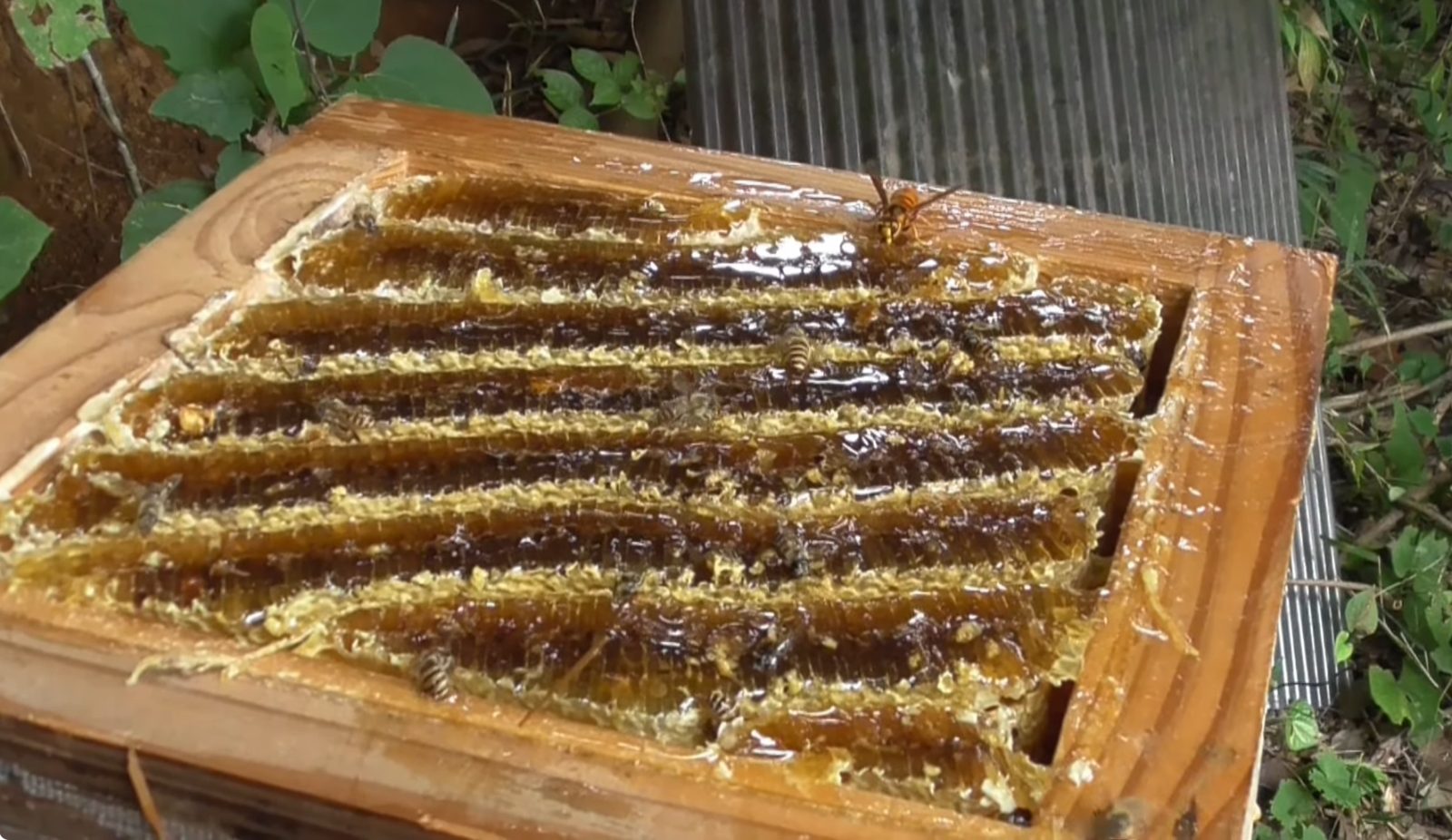 巣箱を開けて見えた、ハチミツの詰まった巣