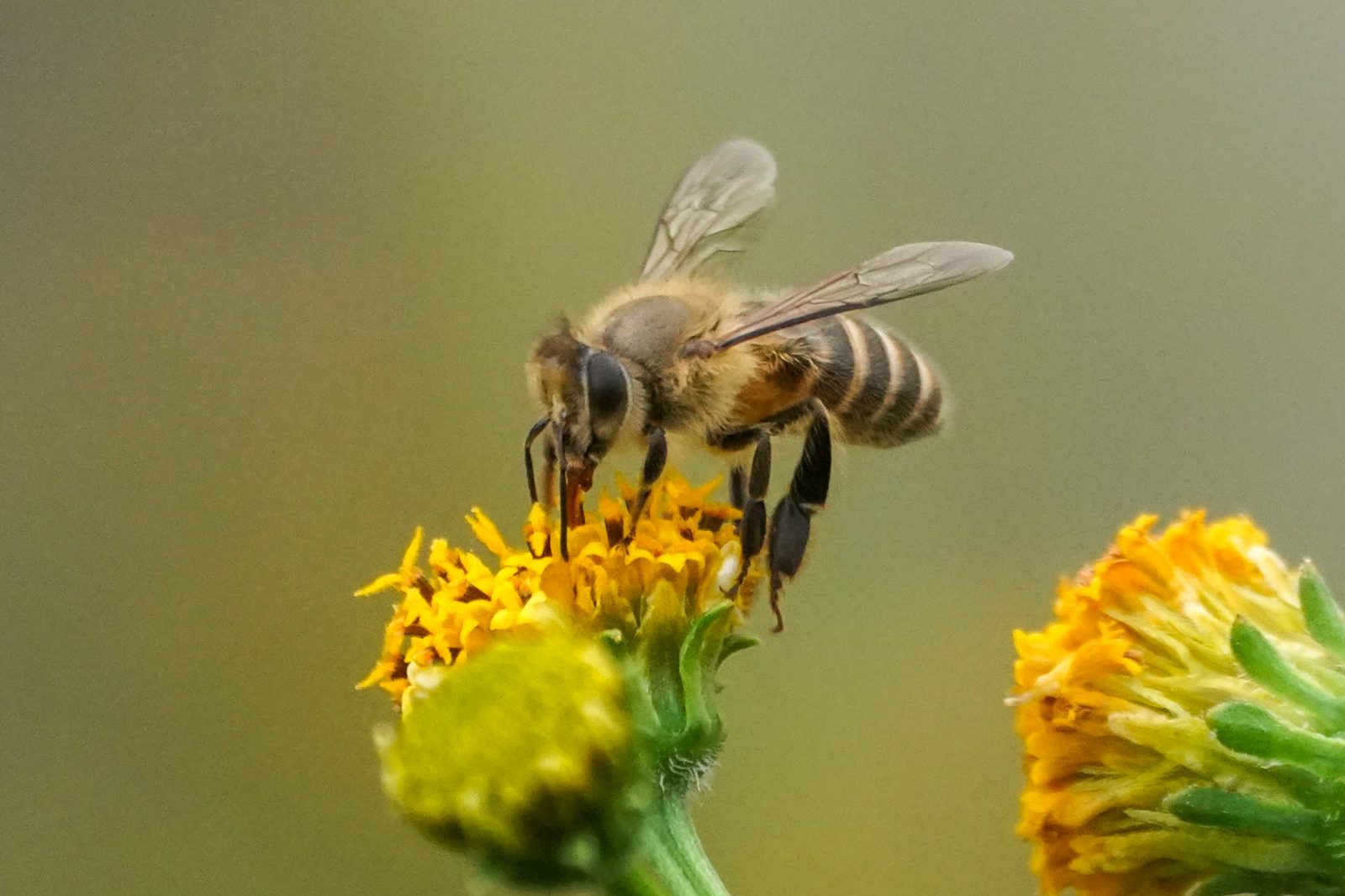 黄色いコセンダングサの花で蜜を吸うニホンミツバチ