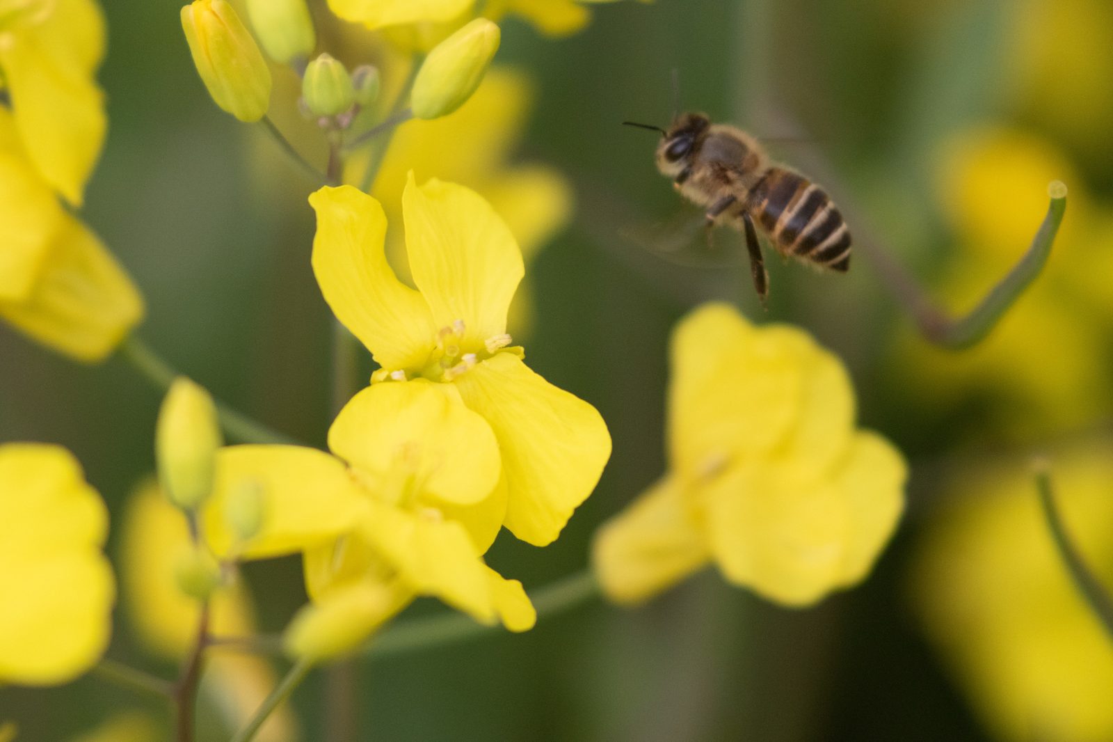 黄色いナノハナの花に飛んできたニホンミツバチ
