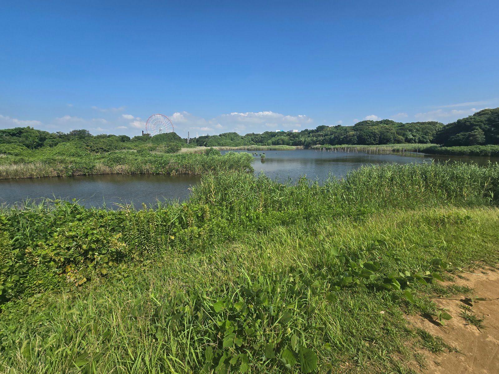 青空の下、ヨシ原に囲まれた池と水辺の草地