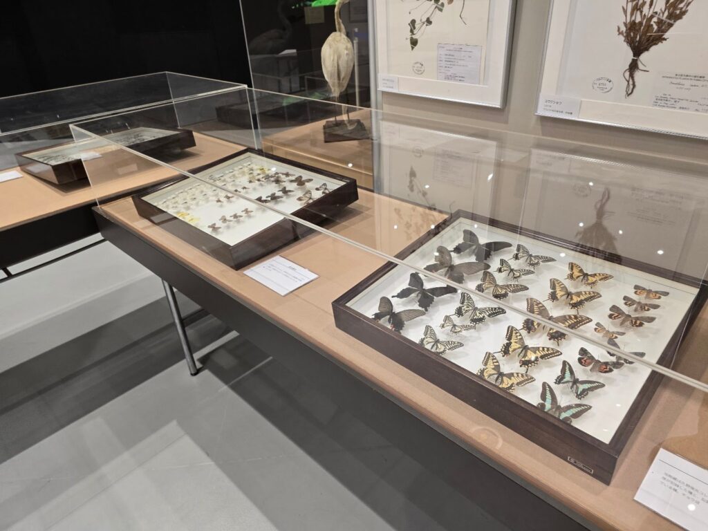 生きものの標本の展示
